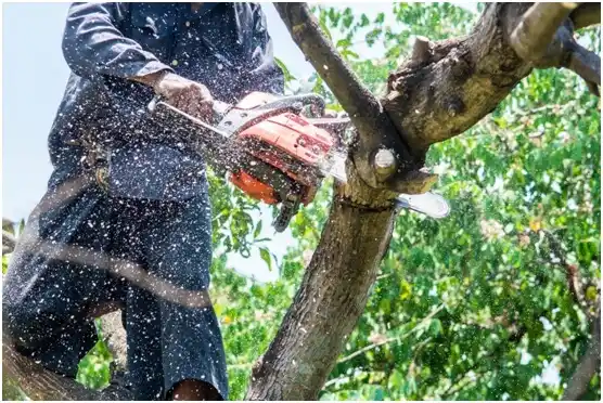 tree services Decherd